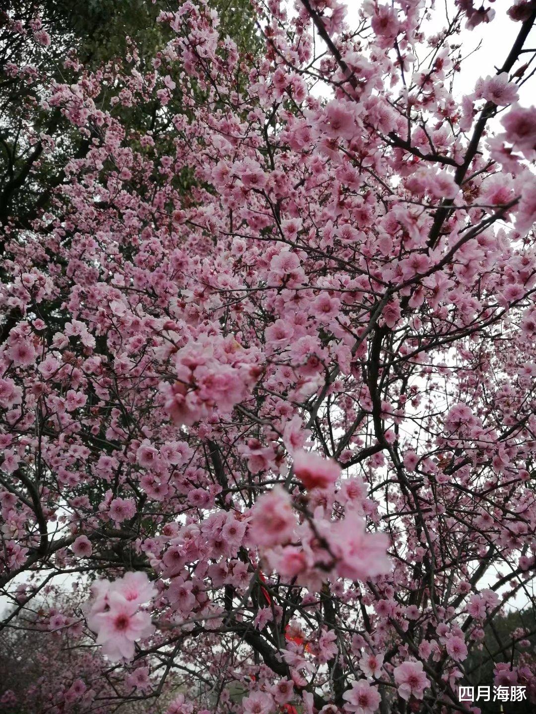 白娘子|原著《青蛇》：痴情错付，一事无成的白素贞，她的痛值得我们警醒