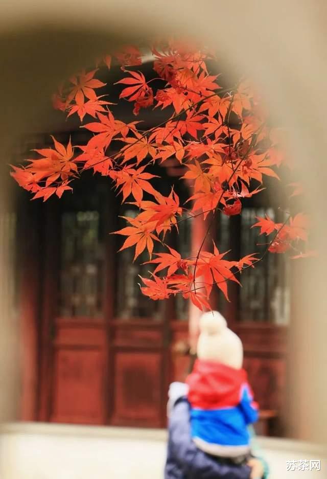 乡村旅游|这些园林，承包了苏州秋冬一半的美