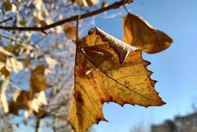 摩托罗拉|摩托罗拉X30Pro已在备产16G+512G,若低至3899,会不会卖爆?