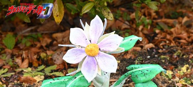 德凯奥特曼8话追加先行图 开花的齐杰兰 特利迦再会卡尔蜜拉