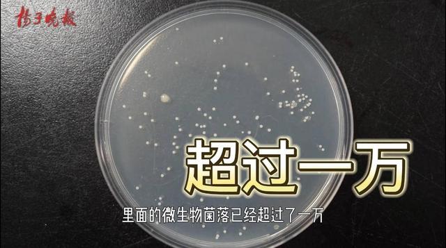 黑木耳|黑木耳泡多久会变成“毒木耳”?我们用实验告诉你
