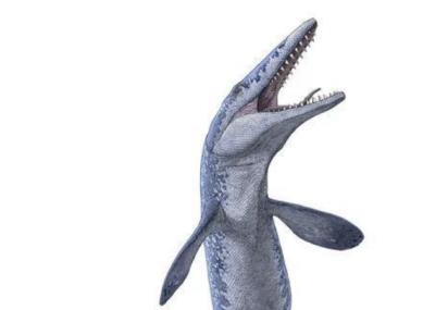 海王龙化石出现,已有7000万年的历史,除同类外算是无敌了
