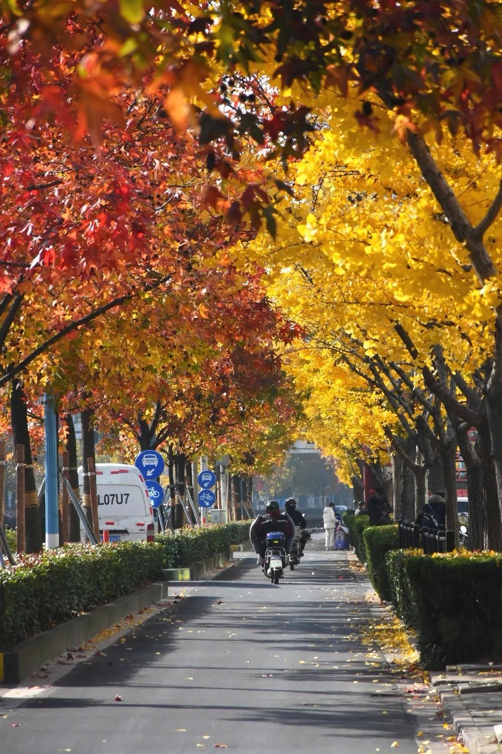 雪乡|奉贤南奉公路上一路枫景，感受初冬的美好