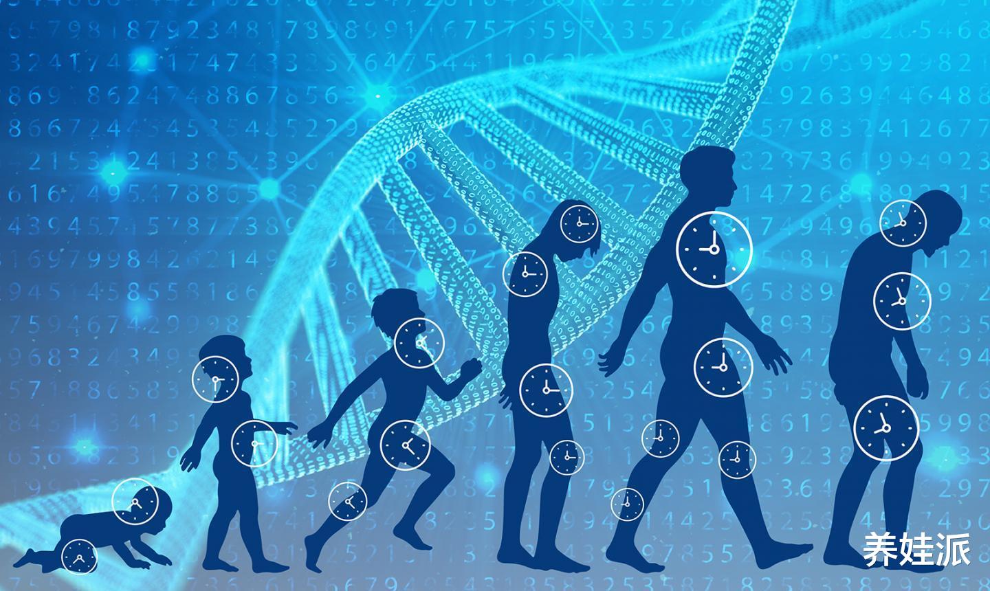 一夫一妻导致自然选择失效,人类进化停止?研究:正在加速