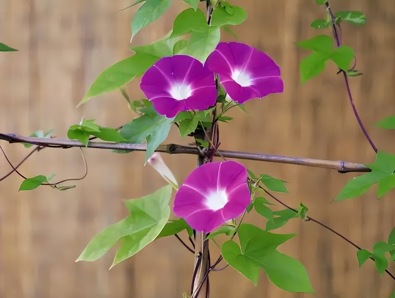 花做篱笆,蝴蝶自来,只需要在院子里种上一株爬藤植物