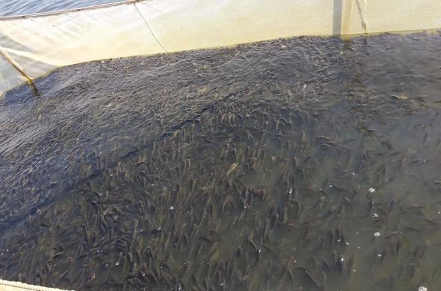 鲫鱼|盲目地放生鱼,有时候不是在放生,而是在杀生