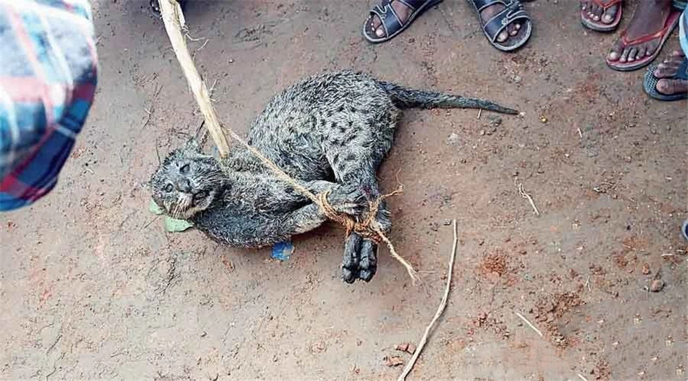 濒危的猫科“平头哥”,经常深夜去鱼塘偷鱼,被村民当豹子抓起来
