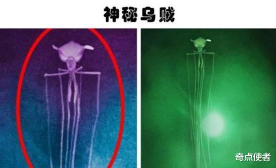 美国深海发现神秘生物,通体青铜金属色,是变异物种吗?