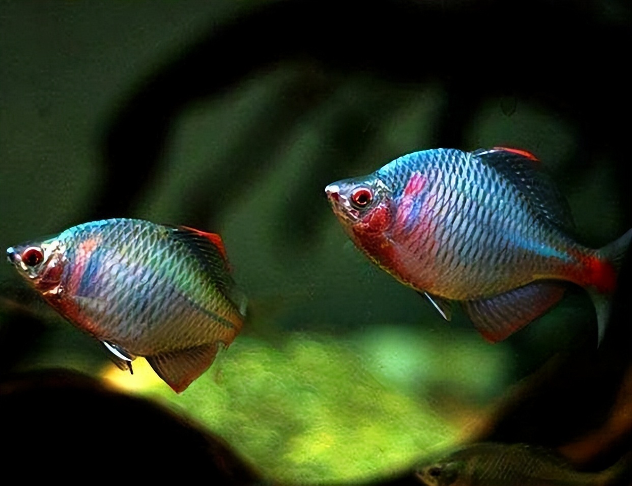 steam|让钓友头疼的4种小杂鱼,个个都是好食材,难怪成为“老头乐”