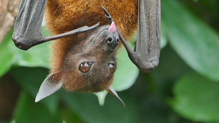 13种一直都被“污名化”的动物，其实它们没那么不堪！