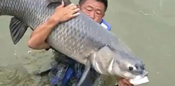 饵料|王者之战被戏称为“打窝之战”,网友:欠李大毛老师一句道歉