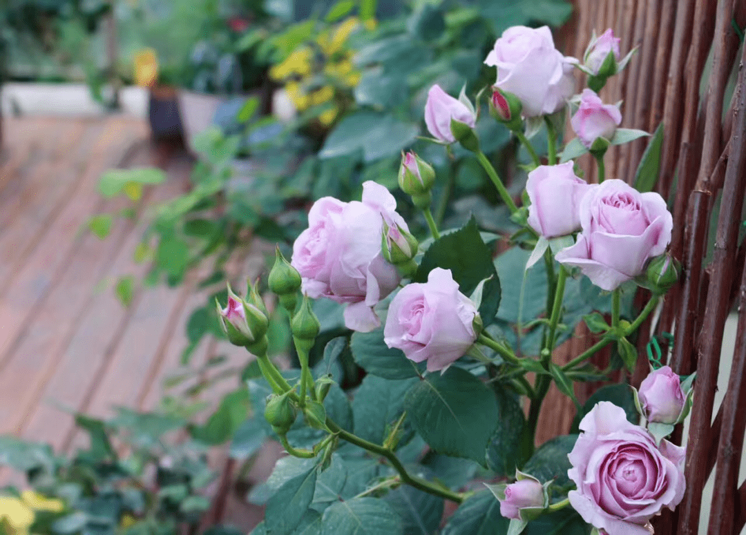 买了栋，复式双露台房，历时4年改造成露台花园，太好看了