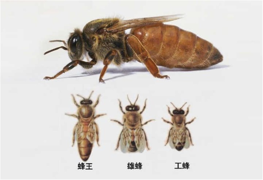 ?为何与蜂王交尾的雄蜂会很快死亡?只因蜂王用了一计,作用可不小