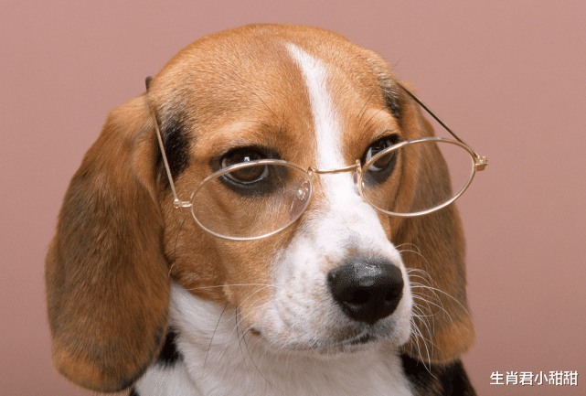 boss直聘|旺气十足的属狗人，虎年一整年大吉大利，携手好运飞黄腾达