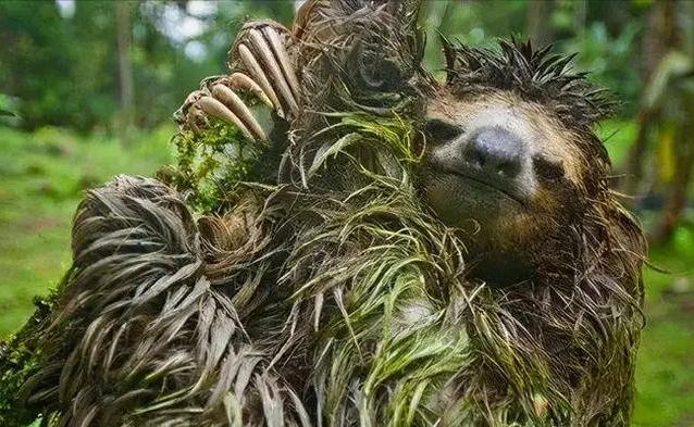 树懒到底有多懒?被猎物咬住都懒得反抗,为啥还没灭绝?