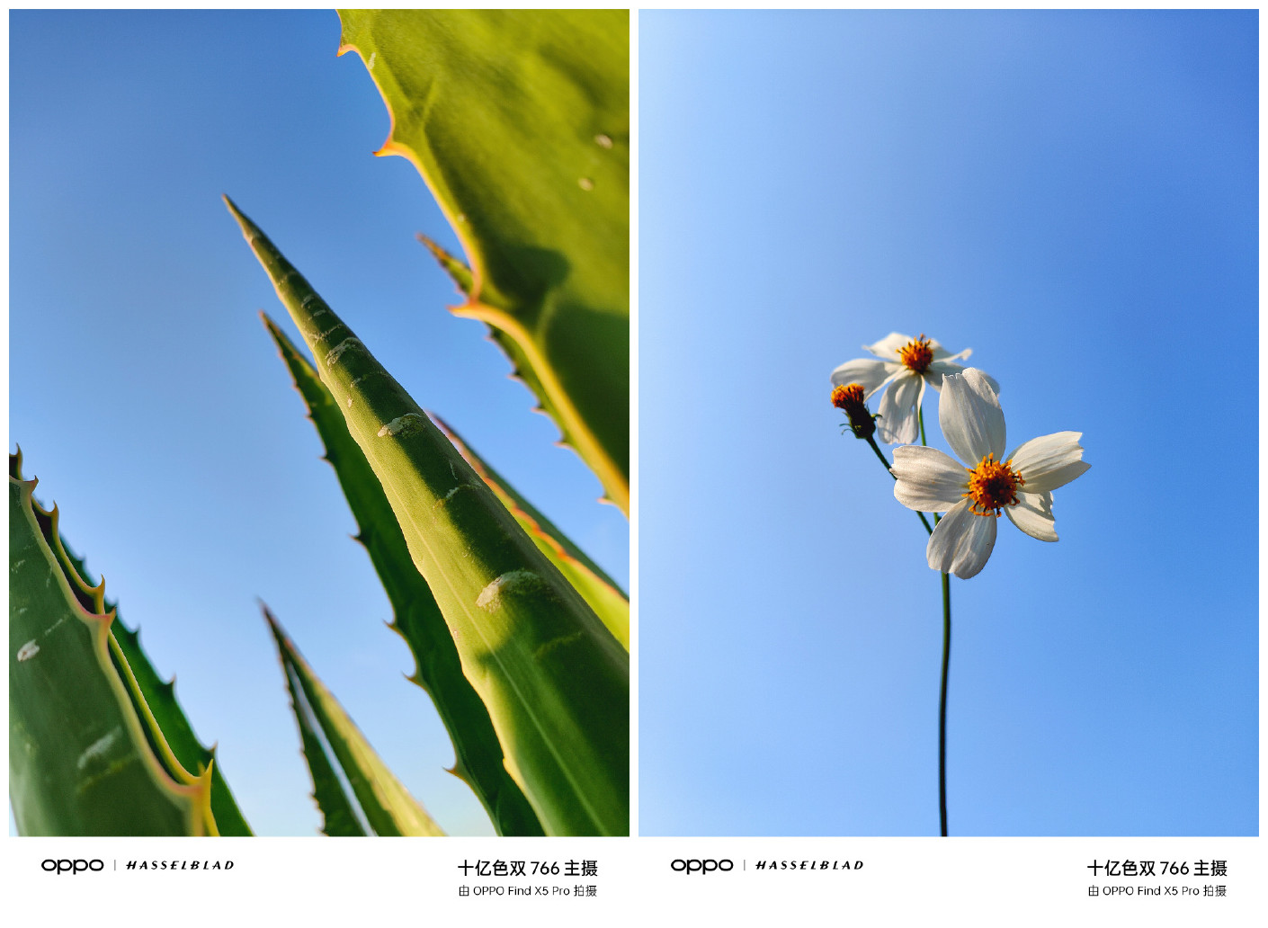 春天如何拍出好看的质感大片?这几个技巧看过都说很实用