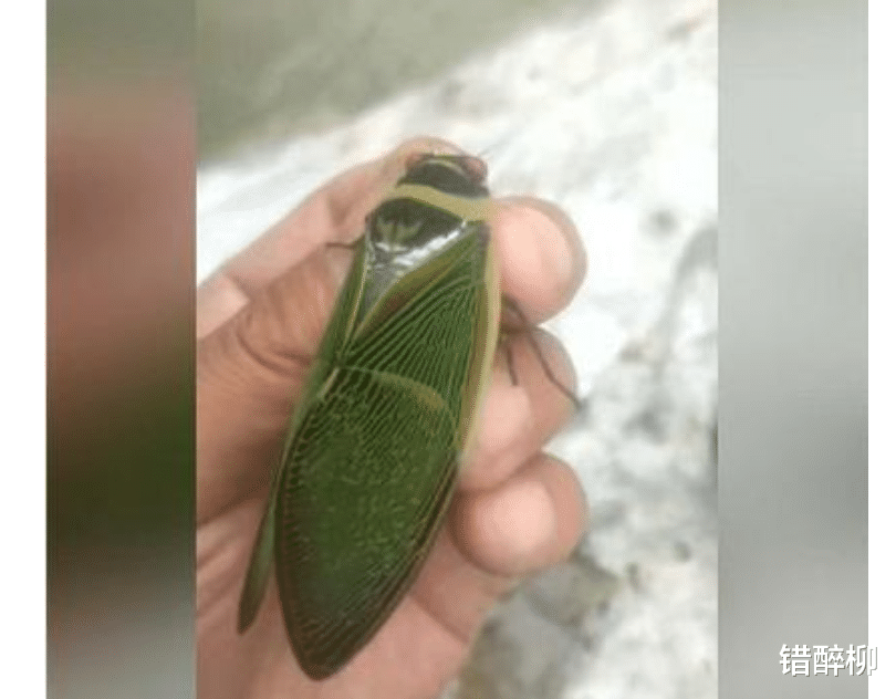 |“钓鱼的时候直接飞到我手上，你知道这是什么吗？”