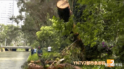 巨大桉树轰然倒下，“横躺”盘龙江中