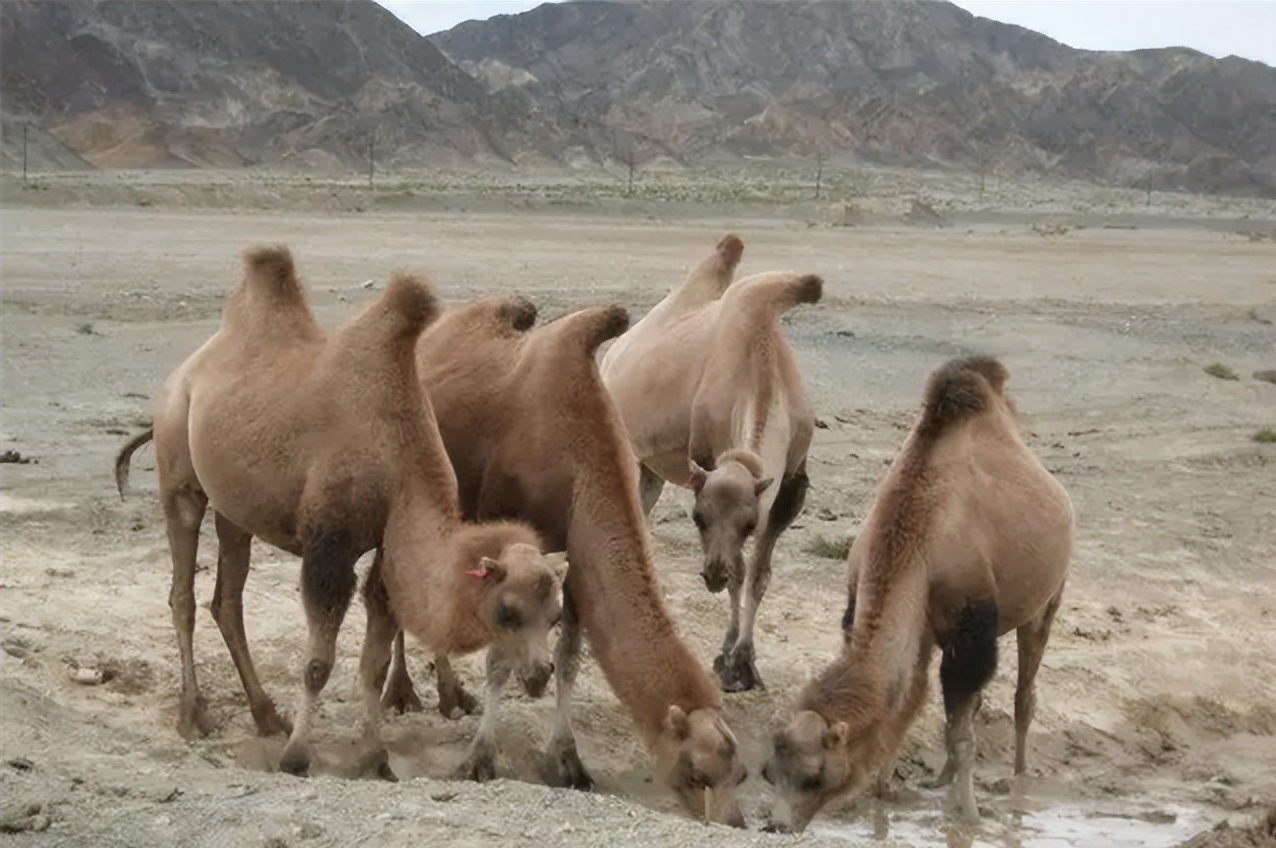 藏羚羊|沙漠狼是野骆驼的天然克星，八只狼却被一野公驼带进绝地踏死
