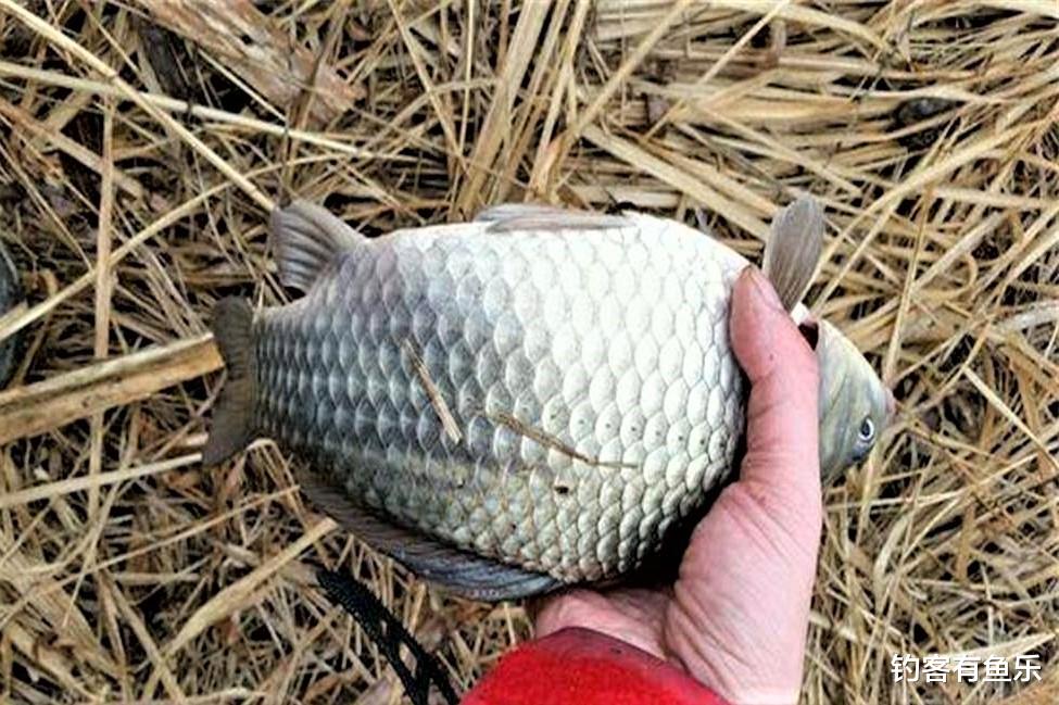 饵料|钓鱼时小杂鱼闹窝到底该怎么办？最有效的方法就藏在这四个字当中