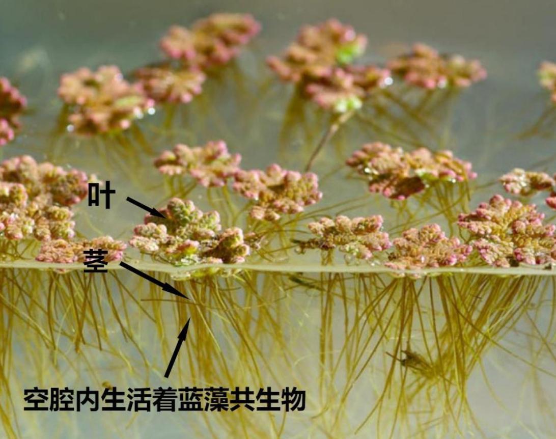在6000万年前,地球发了一次“高烧”,孕育出了史上最大的蛇