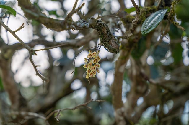 跑步|肾虚怎么办?一味中药独用于男人,不是牛鞭
