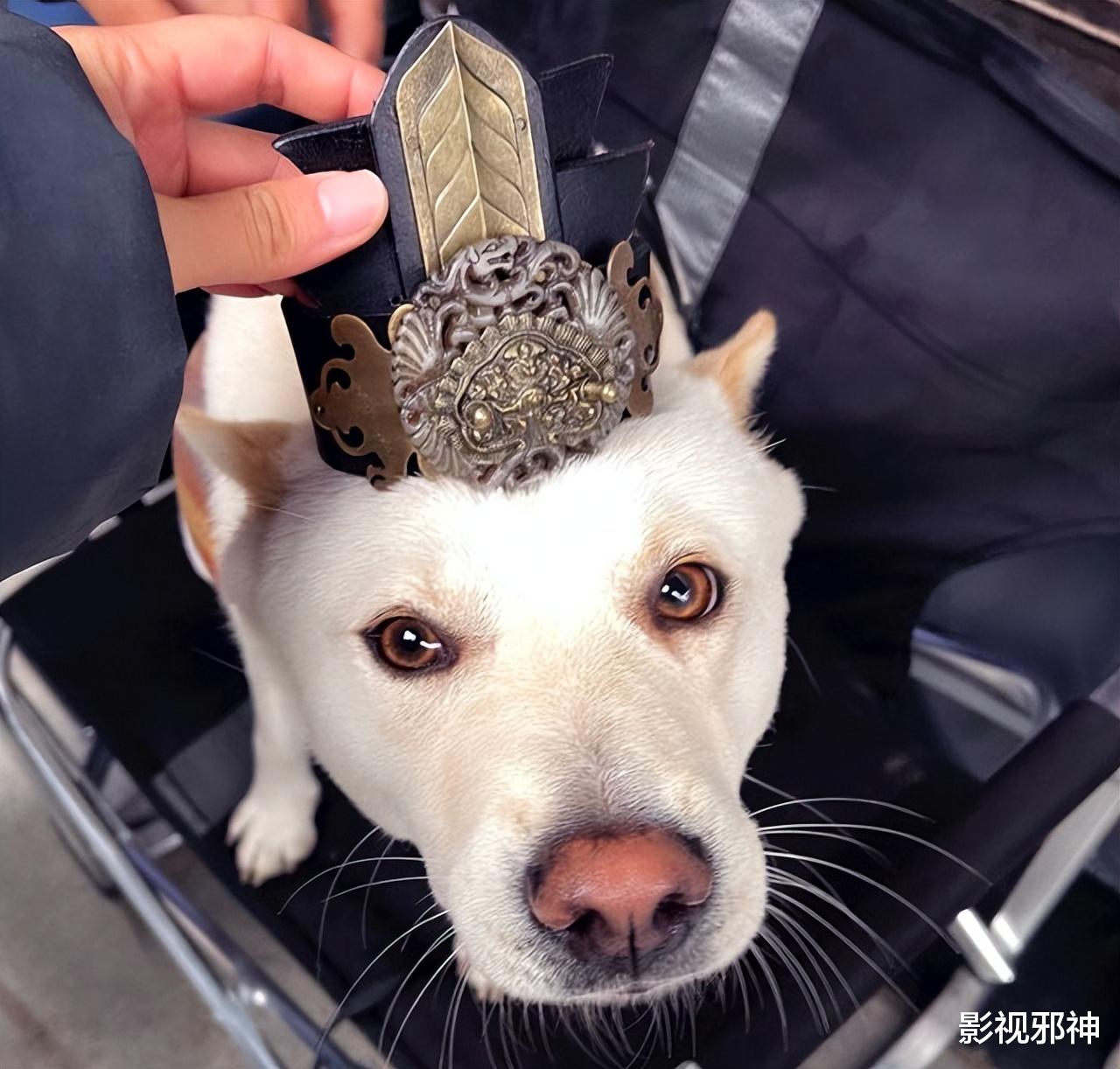 吴磊|没辟谣,他俩这次是真的在一起了?