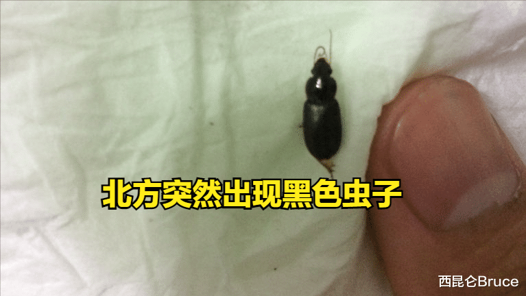 灾害将至的预兆吗?京津冀地区出现不明黑色昆虫,是否对人体有害