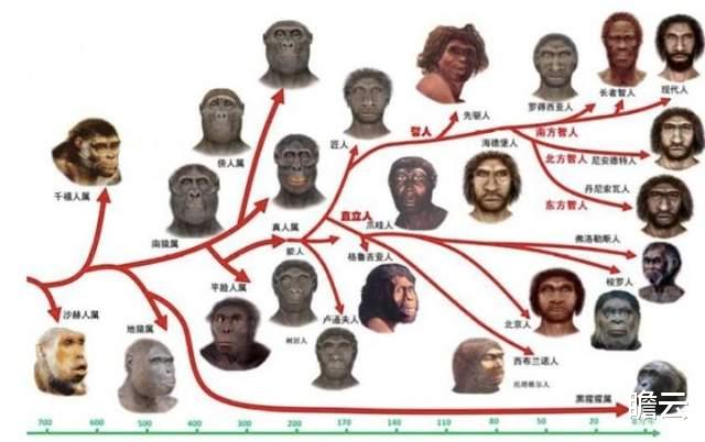 曾经有没有物种即可以和猩猩生殖,又可以和人繁衍?