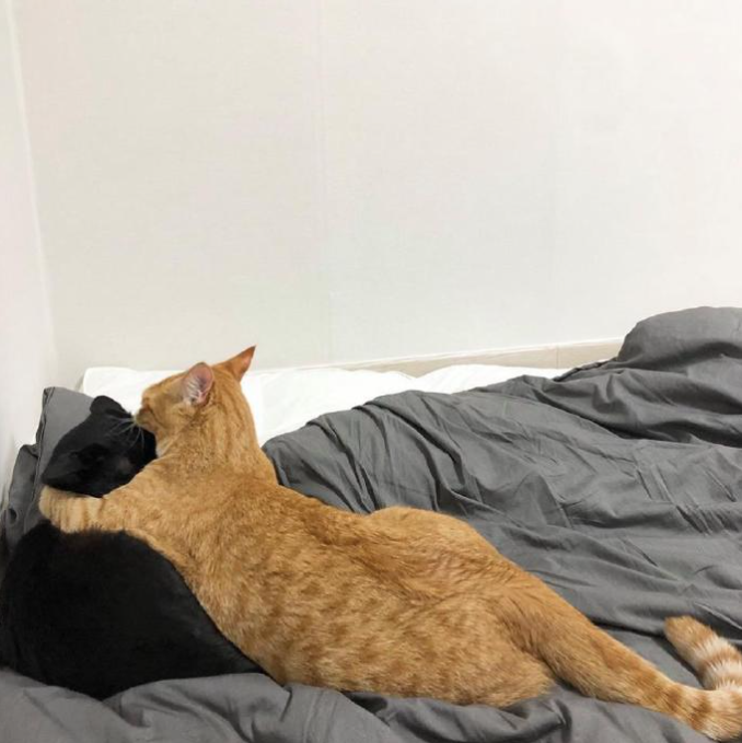 小时候被欺负的猫咪，努力2年后终于混成了霸气十足的“农场老大”！