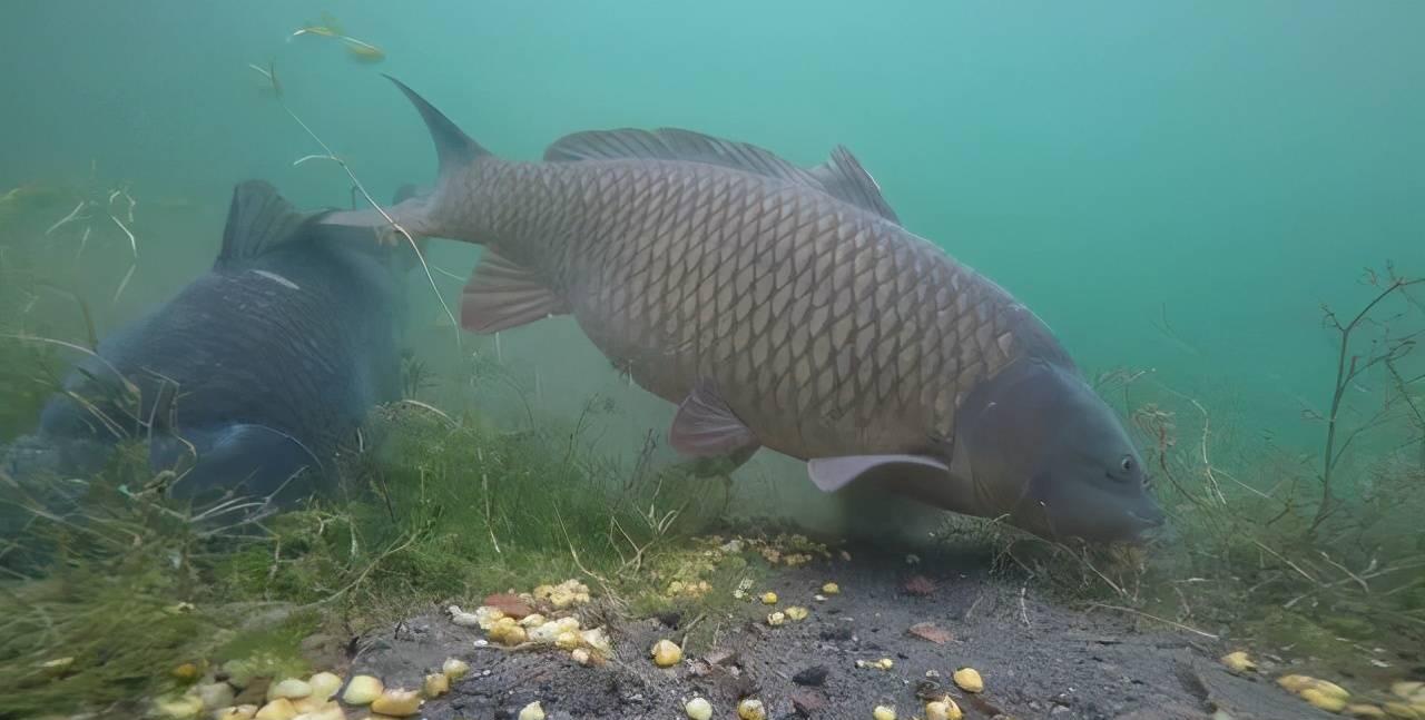|鸭饲料也能钓鱼?搞懂鸭饲料的三个特性,不愁鱼儿不开口