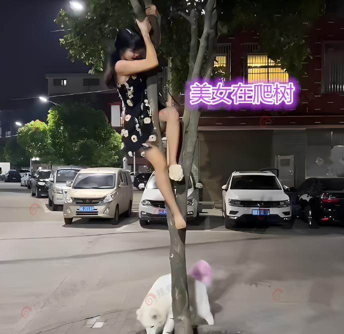女子深夜爬树,让路人帮她把树下的狗赶走,路人:做我女友就帮你