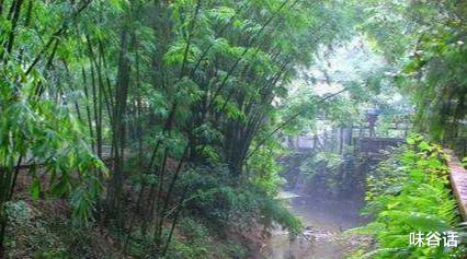 东营|从成都市区出发，1小时直达千亩竹海，景美人少知道的人不多