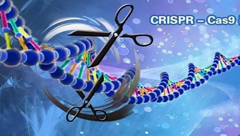 华裔科学家胜出!基因技术“上帝剪刀”争夺结束,幕后惊现投名状