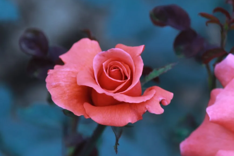 |12月，家庭兴旺，贵人云集，职场高升，3生肖多金多福，日子无忧