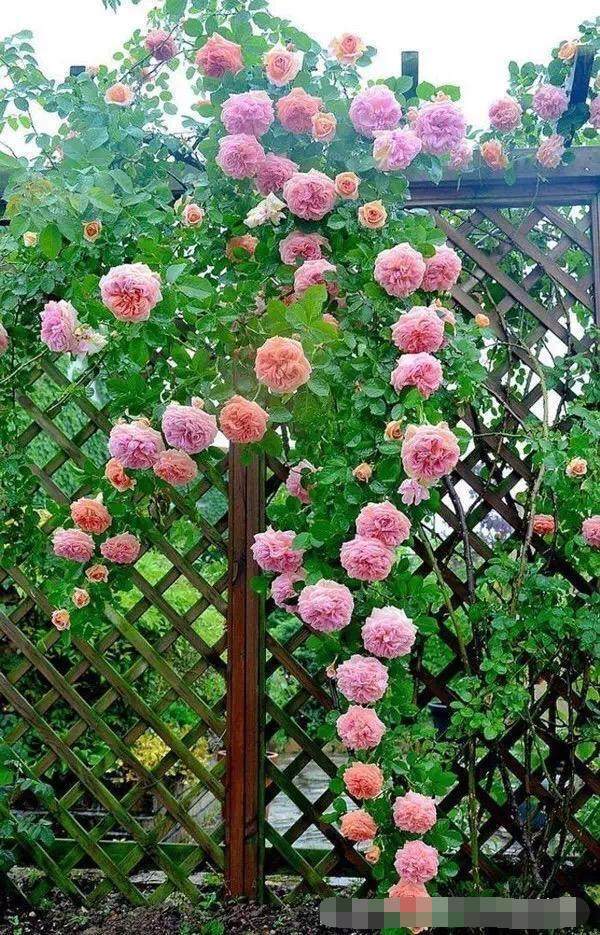 花做篱笆,蝴蝶自来,只需要在院子里种上一株爬藤植物