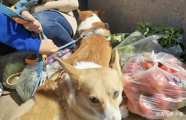 管彤|央视管彤和儿子坐三轮车买菜！素颜出镜半蹲在地，3大袋蔬菜抢眼