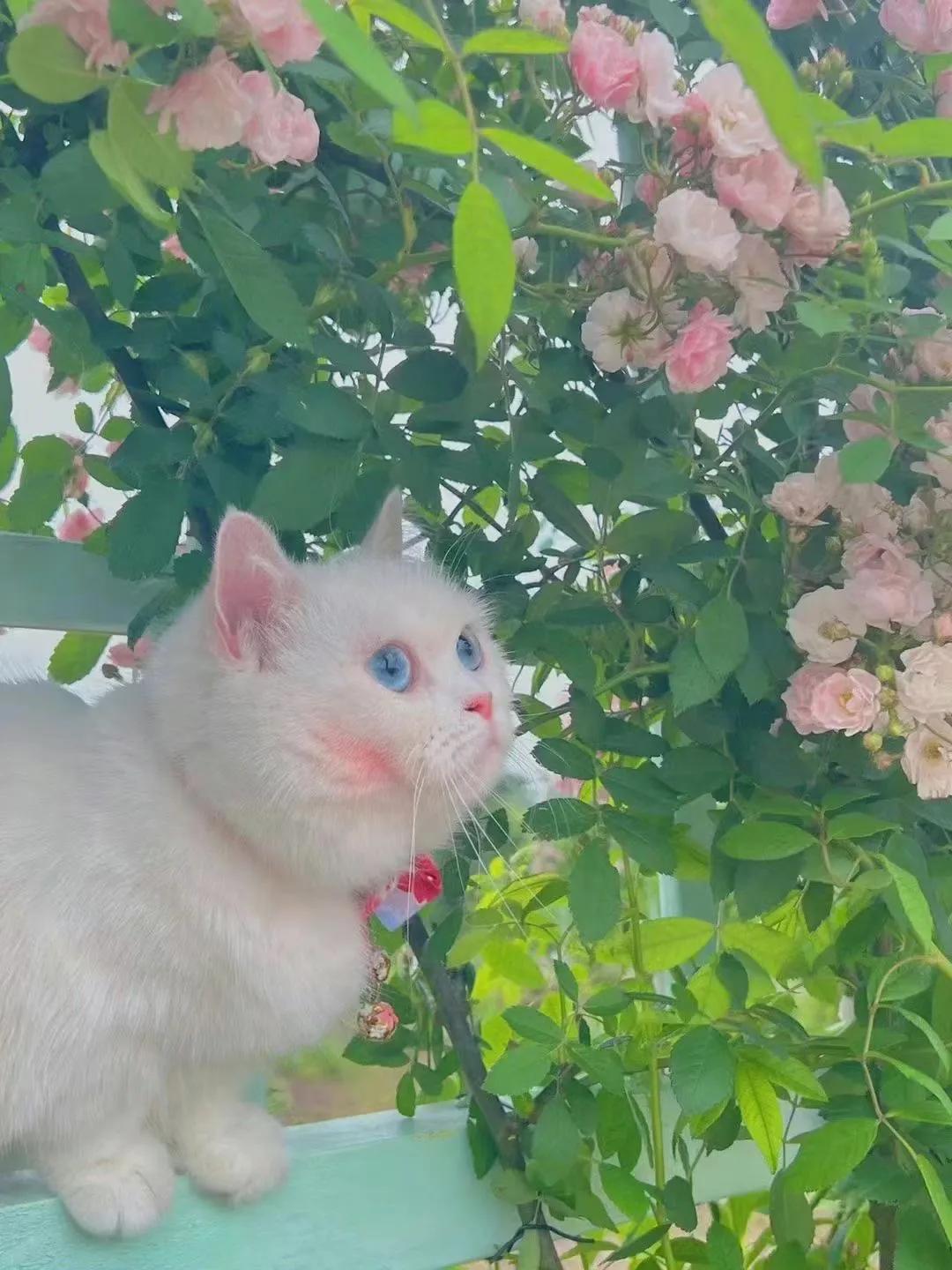 大疆无人机|“个人IP,未来最值钱的资产”