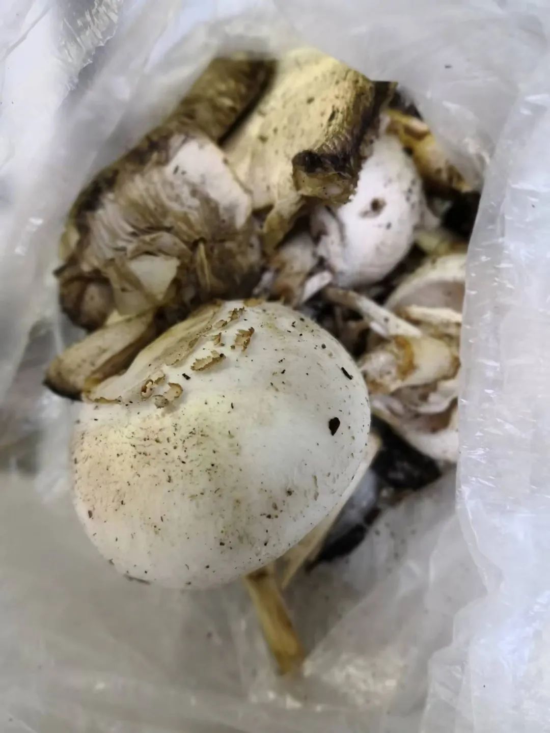上吐下泻！浙江一家四口吃了自家长出的新鲜货，全部被放倒