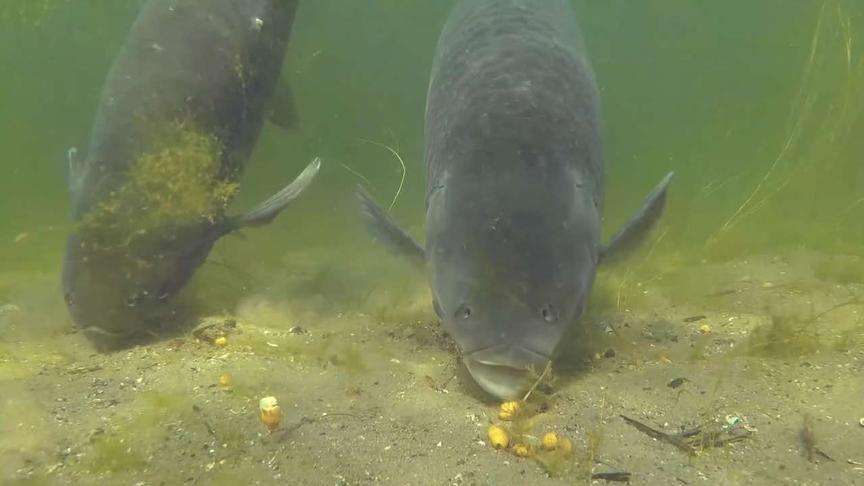 饵料|在秋季钓大鱼时,别犯这3个错误,它很有可能让你空手而归