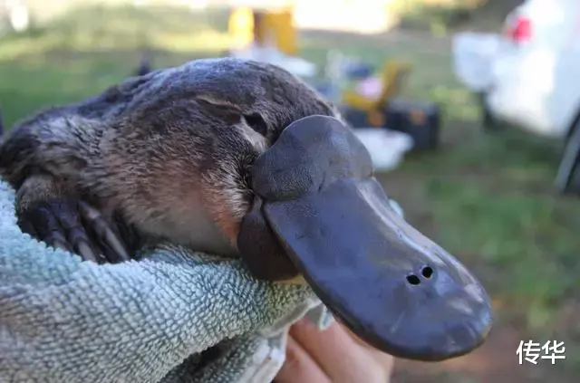 鸭嘴兽为什么会是世界上最古怪的生物?因为它全身都充满了不合理