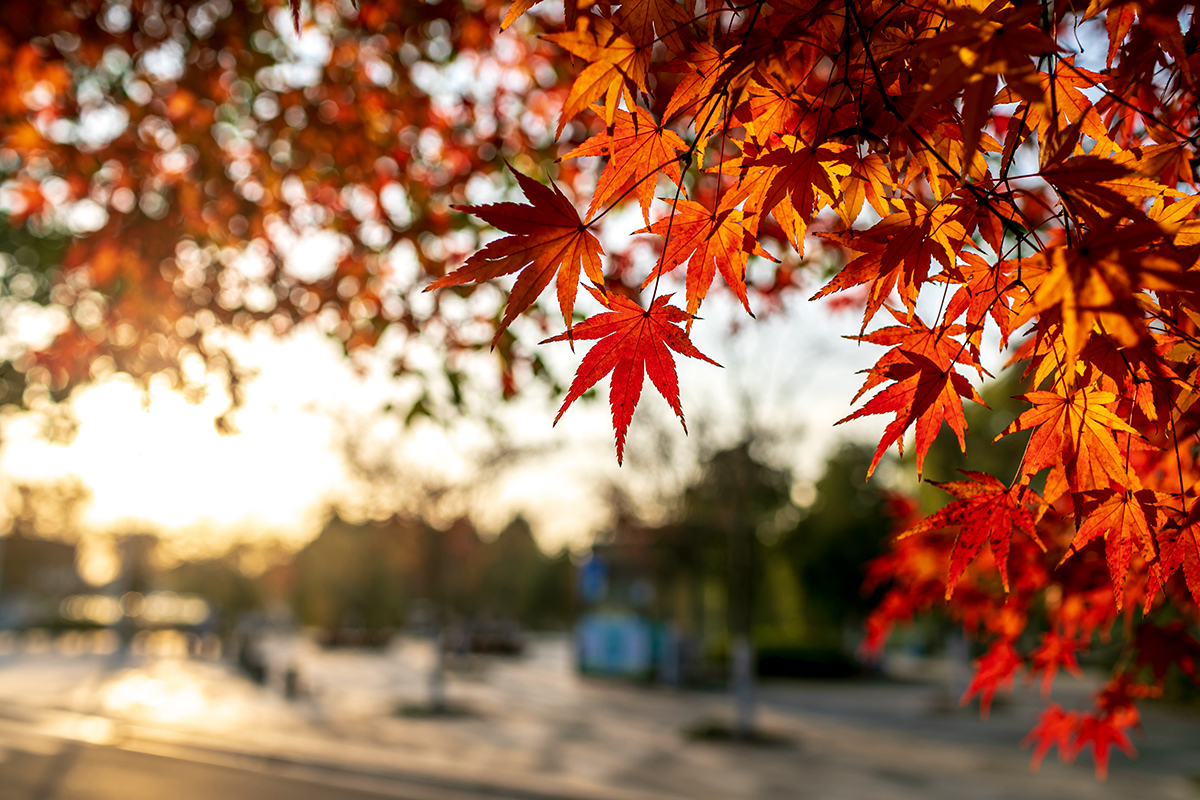 海边|层林尽染,丰富多彩