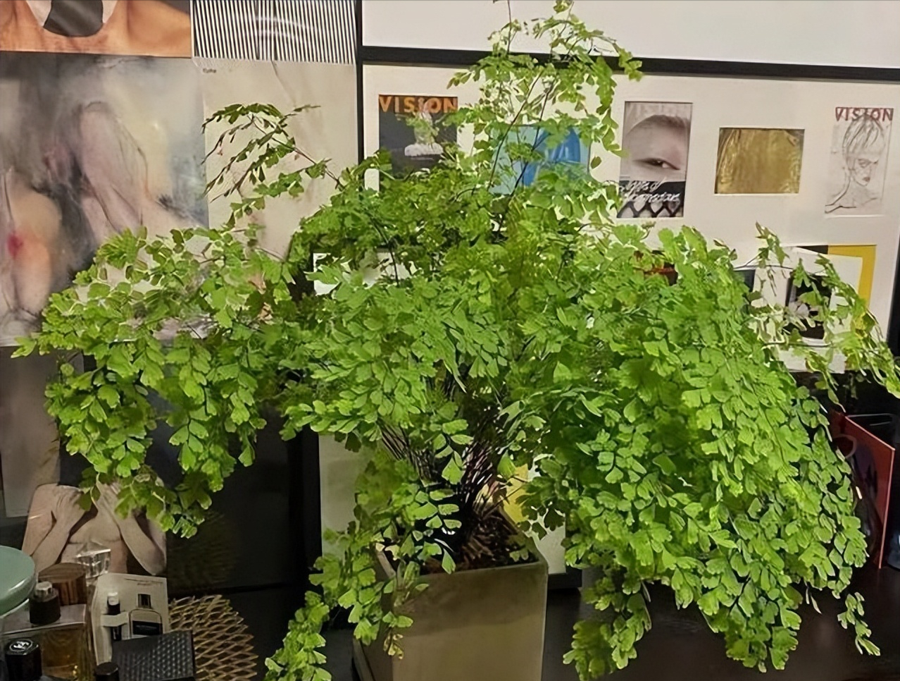 这“五种花”适合养在卫生间,吸潮气除异味,厕所秒变“绿植园”