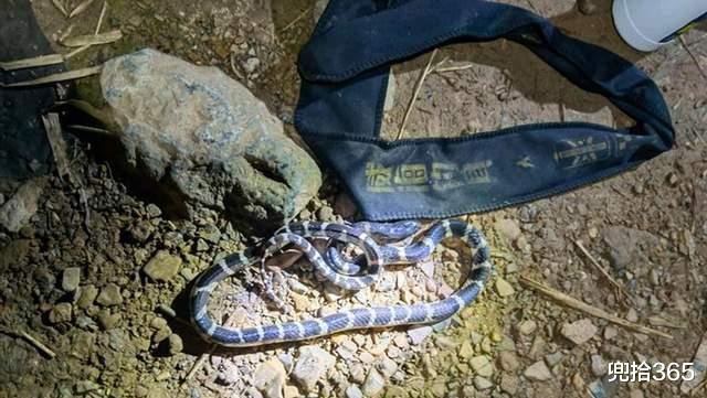 草鱼|男子夜钓遇“亚洲一哥”,救了钓友也吓坏自己,网友:因果报应