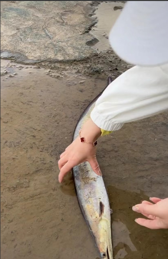 浙江舟山。一女子和朋友到海边游玩,离得远远地就看见一条大鱼躺在岸边上