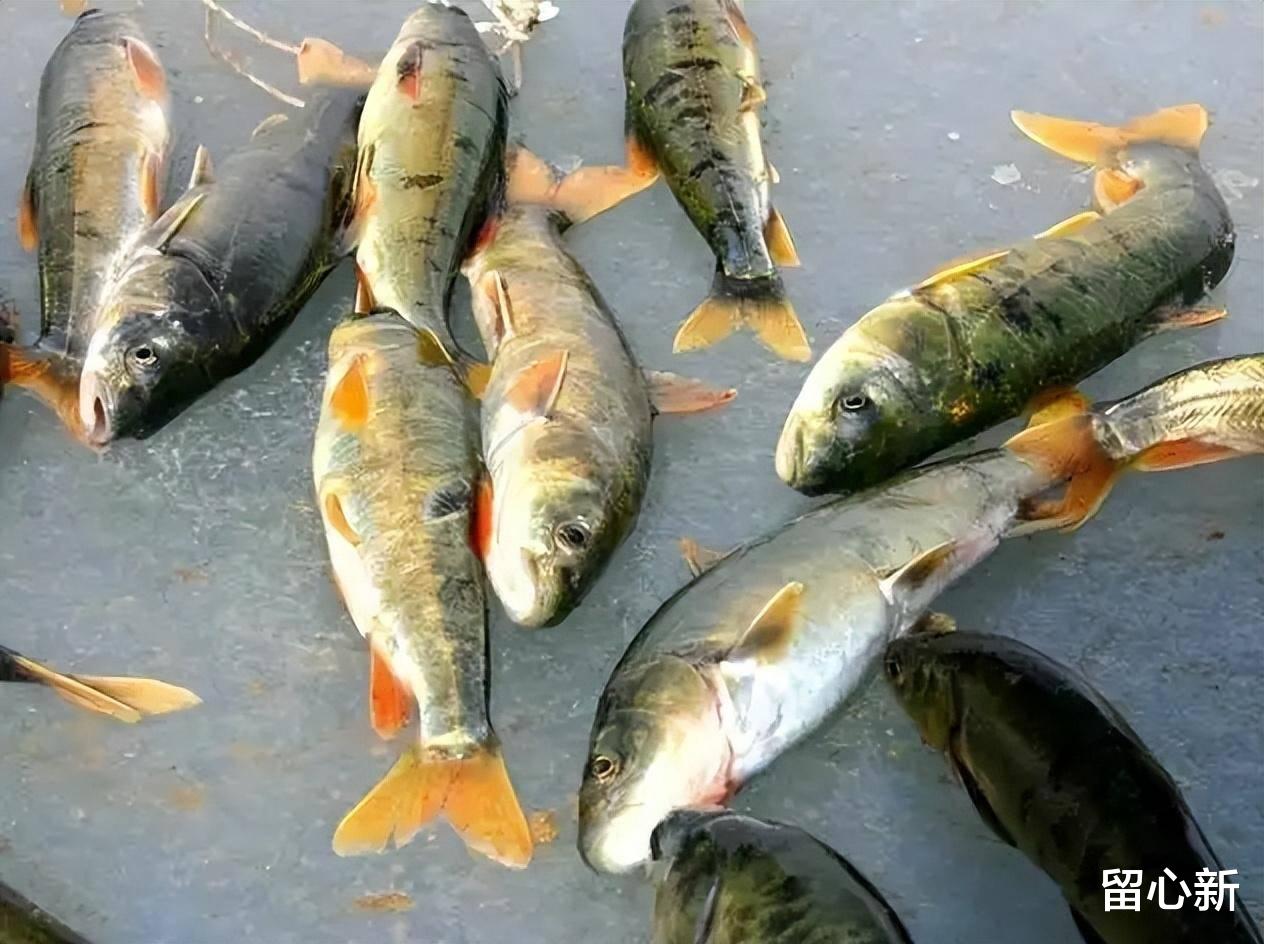 海口|我国最大咸水湖青海湖,一年出鱼5000万斤,禁渔10年最大的鱼能有多大?