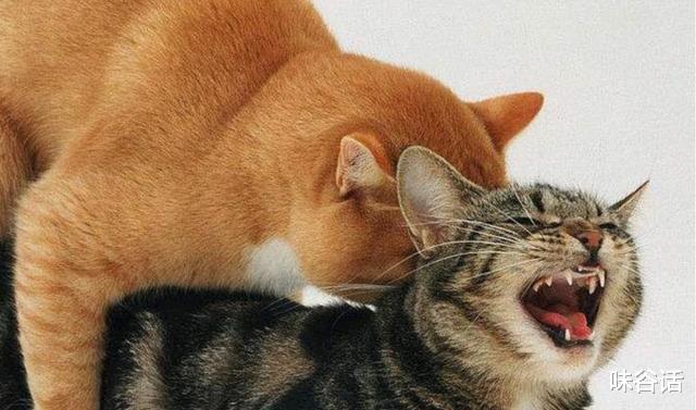 性格温顺的母猫，为何总会在繁殖期性情大变，转头就攻击公猫？