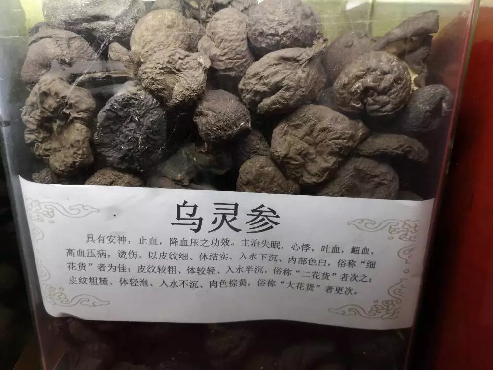 明明价比黄金!长在白蚁巢穴里的菌类,挖到的人为何不愿意卖?