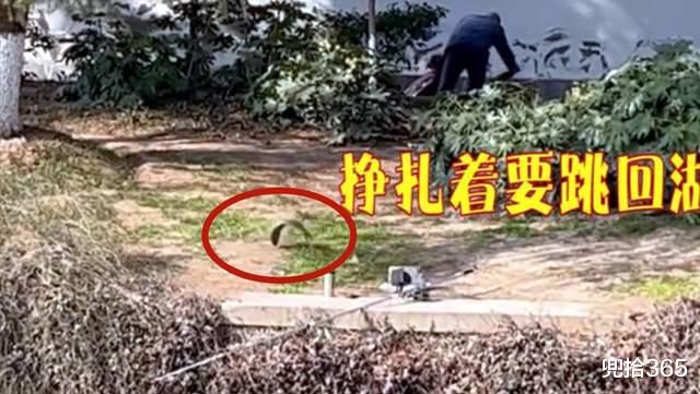 大爷|江苏大爷意外钓获大鱼，一转身它就紧急逃生，看清渔具后众人怒了