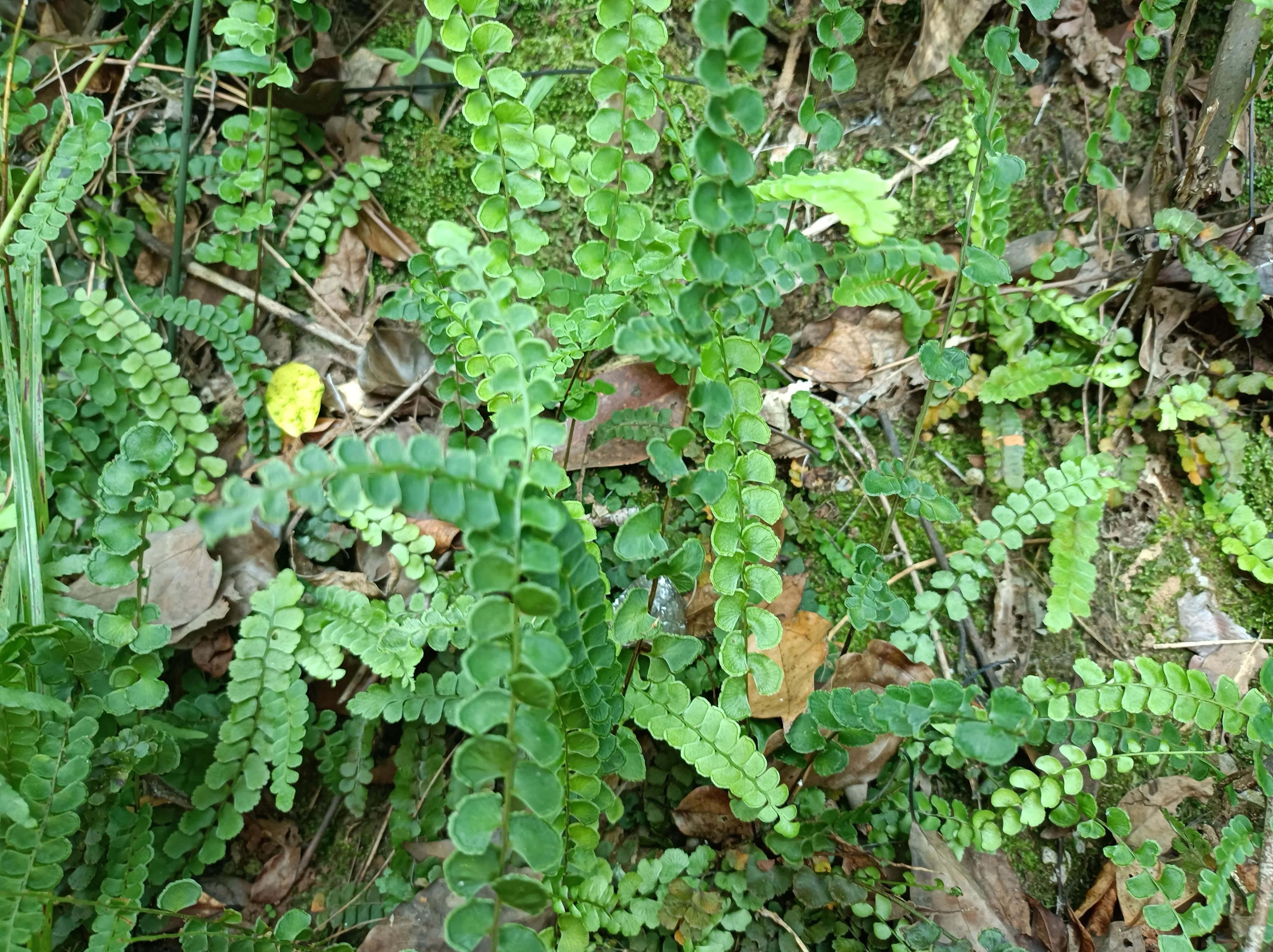 岩石上这种植物,见到一定要珍惜,如今价值珍贵,做盆景是一绝